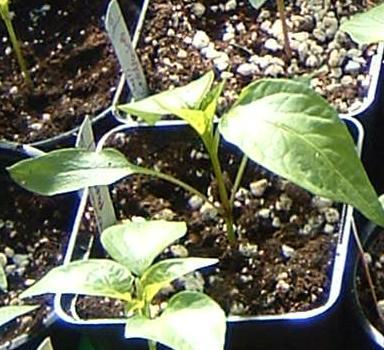 paprika_gekaufte_frucht04.jpg