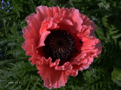 Papaver_Petticoat.JPG
