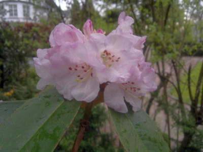 260420123534R.campanulatum_Bu218.jpg