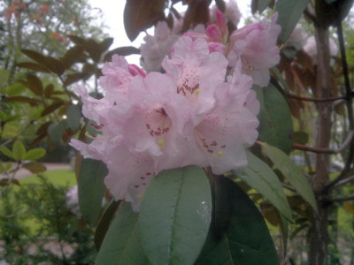 260420123535R.arboreum_ssp.cinnamoneum_var.roseum_x_campanulatum.jpg
