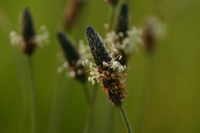 Spitz-Mai-1.jpg