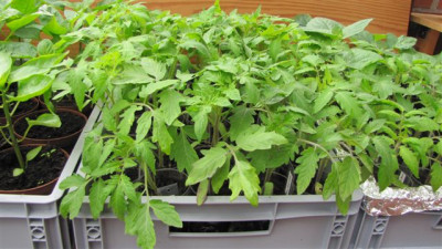 Tomaten_IMG_0024.jpg