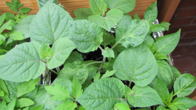Physalis_IMG_0030.jpg