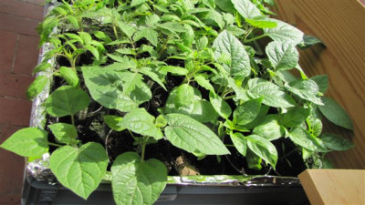 Physalis_Tomaten_Paprika_IMG_0025.jpg