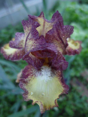 iris_2764.jpg