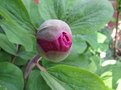 IMG_9125_Gartenpur.jpg