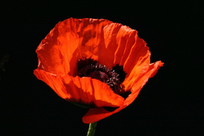 Papaver-Mai-1.jpg