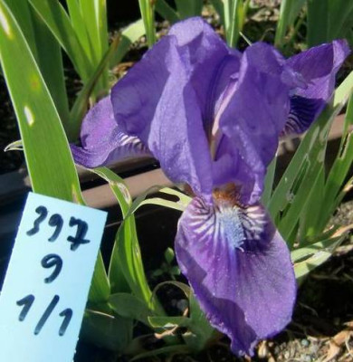 397.9.1.1.JPG