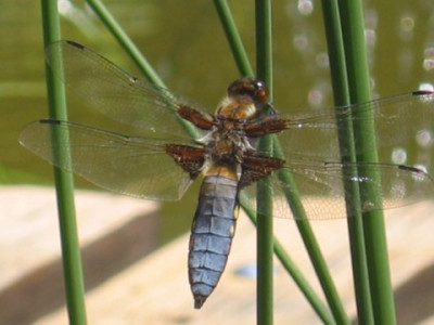 Libelle.JPG