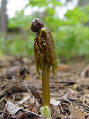DSC000051.jpg