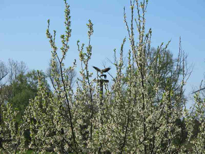 Fruehling_27.4.12_ue.jpg