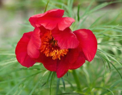 P._veitchii_Beresowskii_x_tenuifolia.jpg