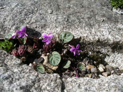 comp_Viola_variegata_var._nipponica_27.04.12.jpg