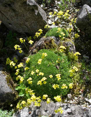 comp_Draba_bryoides_var.__imbricata_27.04.12.jpg