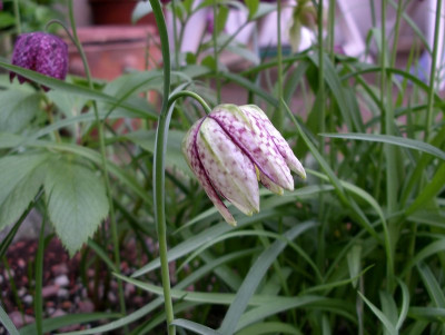 comp_Fritillaria_meleagris_27.04.12.jpg