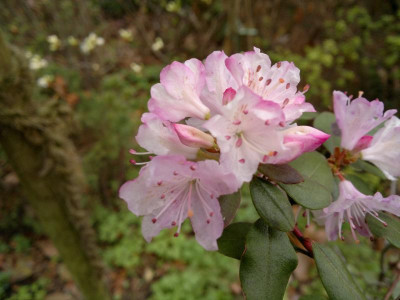270420123546R.racemosum_Bu_280_Wengfengsi_2800m.jpg