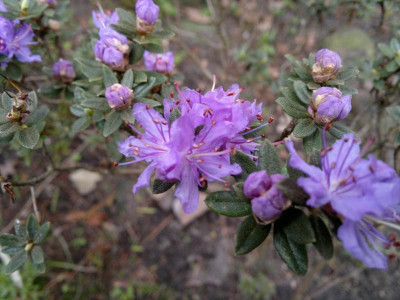 270420123549R.telmateium.jpg