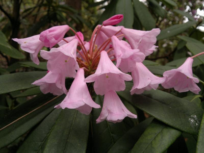 270420123550R.argyrophyllum_C.3905_Cox_1994interm.to_pingianum.jpg