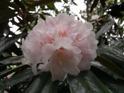 270420123551R.bureavi_Lem.jpg