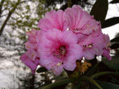 270420123554R.kesangiae_CHM_3115.jpg