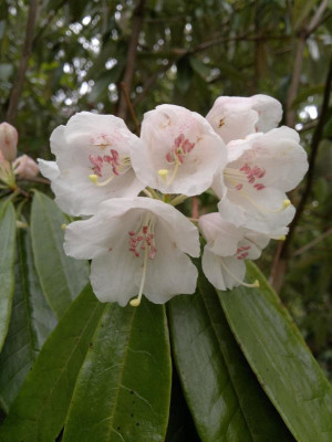 270420123555Rargyrophyllum_ssp._hypoglaucum.jpg