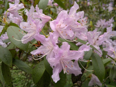 270420123567R.yunnanense_aechmophyllum.jpg