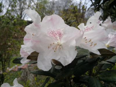 270420123568R._adenogynum_aff.Greer.jpg
