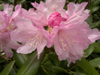 270420123570R.degronianum_ssp.degronianum_Nishishongi_Pen.jpg