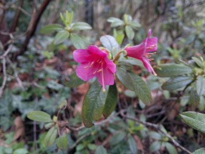 270420123572R.glaucophyllum_var.glaucophyllum_Peter_Chappel.jpg