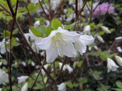 270420123573Rquinquefolium.jpg