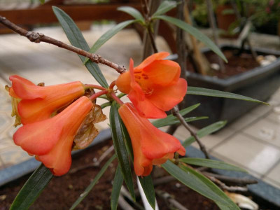 270420123574R.nervulosum_Argent.jpg