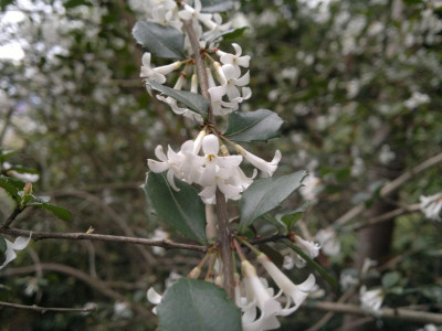 270420123565Osmanthus_delavayi.jpg