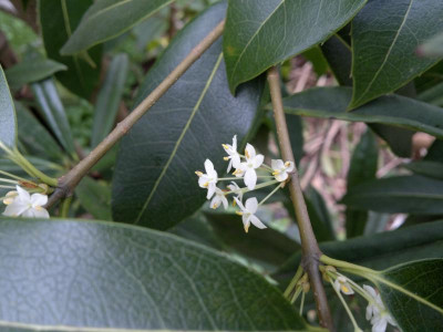 270420123569Osmanthus_serrulatus.jpg