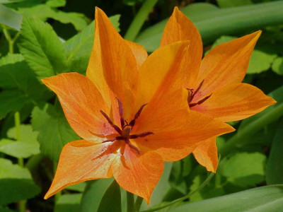 Tulpe_Shogun.jpg