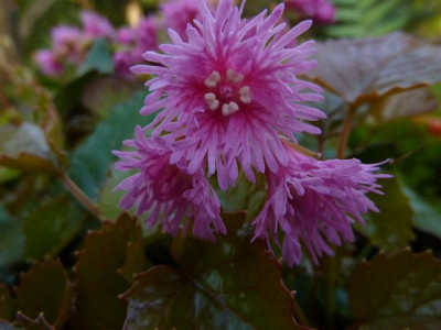 Shortia_soldanelloides_var._magna.jpg