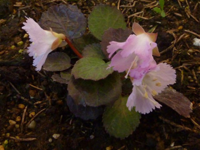 Shortia_uniflora_var._orbicularis.jpg