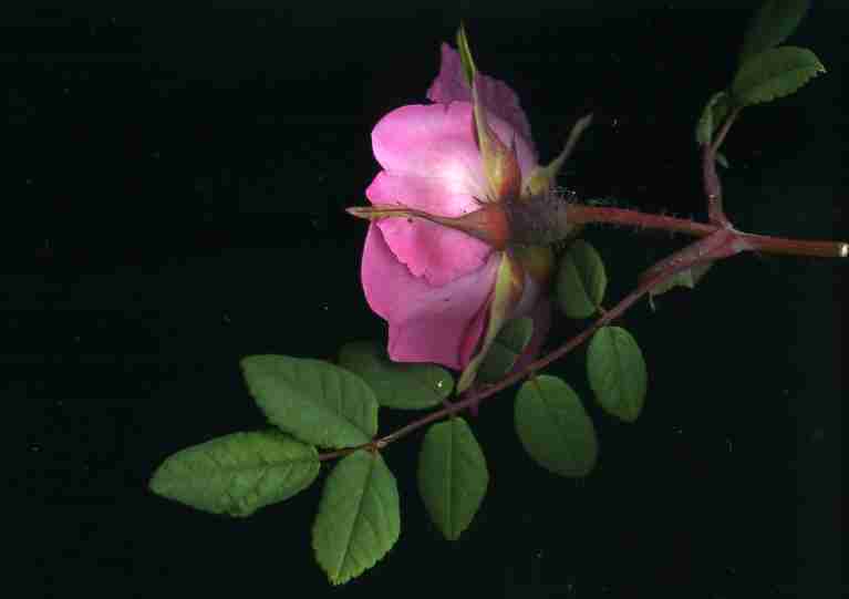 angebl-moyesii004.jpg