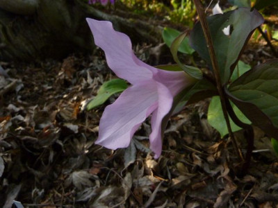 Trillium_grandiflora_f._roseum1.jpg