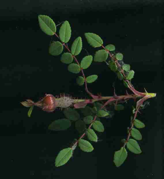 angebl-moyesii006.jpg