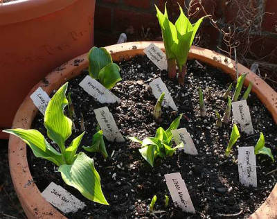 neue_hostas_2012-04-19_924k.jpg