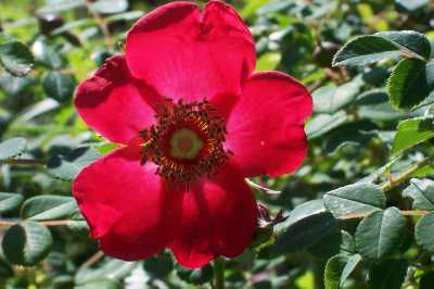 Rosa_moyesii_Gegenlicht.jpg