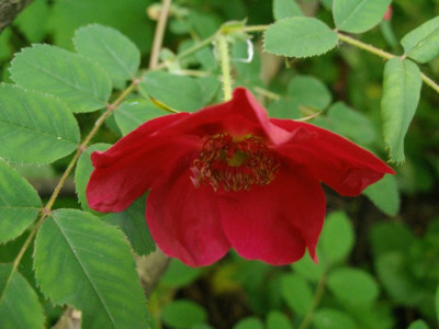 rosa_moyesii.jpg