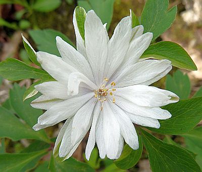 Anemone_nem._bracteata_pleniflora_P10308742.jpg