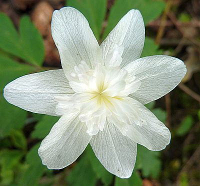 Anemone_nem.alba_plenafragl._P10308771.jpg