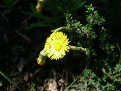 P1030416a.jpg