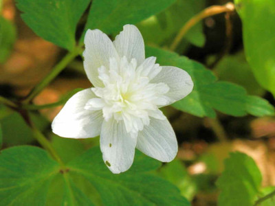 Anemone_nem._Vestal.jpg