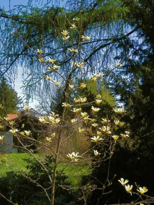 Magnolie_Butterflies.jpg