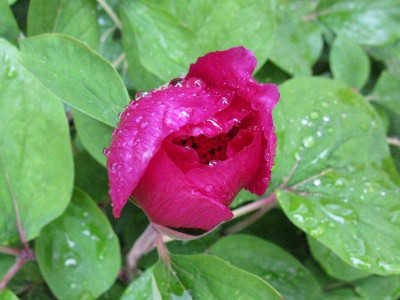 Paeonia_daurica_2012_1_Gartenpur.jpg