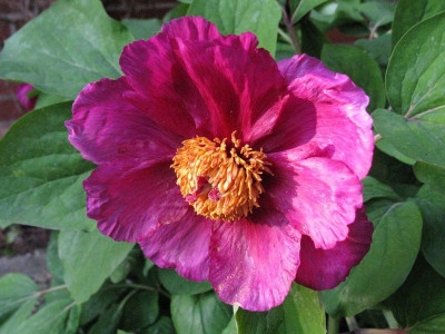 Paeonia_daurica_2012_2_Gartenpur.jpg