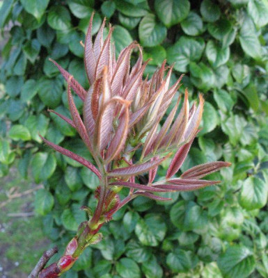 Sorbus_sargentiana_2_Gartenpur.jpg
